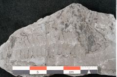 Foto (Detailansicht) von Neuropteris sp.  (NHMW-GEO-2024-0188-10699)